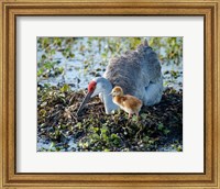 Sandhill Crane Waiting On Second Egg To Hatch, Florida Fine Art Print