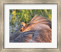 Sandhill Crane On Nest With Baby On Back, Florida Fine Art Print