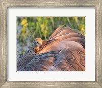 Sandhill Crane On Nest With Baby On Back, Florida Fine Art Print