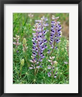 Tailcup Lupine, New Mexico Fine Art Print