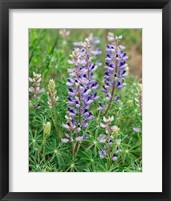 Tailcup Lupine, New Mexico Fine Art Print