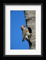 Northern Flicker At Nest Cavity, Florida Fine Art Print