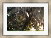 Morning Light Illuminating The Moss Covered Oak Trees, Florida Fine Art Print