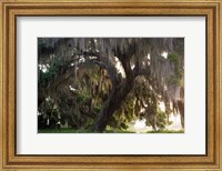 Morning Light Illuminating The Moss Covered Oak Trees, Florida Fine Art Print