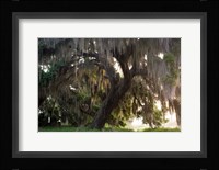 Morning Light Illuminating The Moss Covered Oak Trees, Florida Fine Art Print