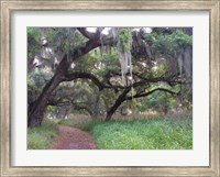 Trail Beneath Moss Covered Oak Trees, Florida Florida Fine Art Print
