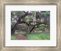 Trail Beneath Moss Covered Oak Trees, Florida Florida Fine Art Print