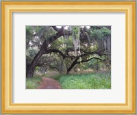 Trail Beneath Moss Covered Oak Trees, Florida Florida Fine Art Print