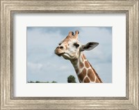Close-Up Of Giraffe Against A Cloudy Sky Fine Art Print