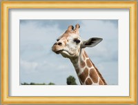 Close-Up Of Giraffe Against A Cloudy Sky Fine Art Print