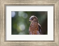 Portrait Of A Perched Hawk Fine Art Print