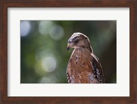 Portrait Of A Perched Hawk Fine Art Print