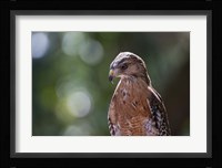 Portrait Of A Perched Hawk Fine Art Print