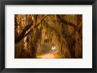 Savannah Wildlife Refuge, Georgia Fine Art Print