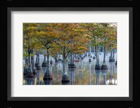 Pond Cyprus At  George L Smith State Park, Georgia Fine Art Print