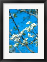 Flowering Dogwood, Savannah, Georgia Fine Art Print