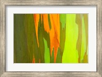 Rainbow Eucalyptus Bark, Hawaii Fine Art Print