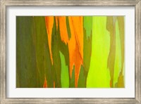 Rainbow Eucalyptus Bark, Hawaii Fine Art Print