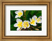 Plumeria Flowers, Island Of Kauai, Hawaii Fine Art Print