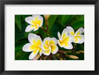 Plumeria Flowers, Island Of Kauai, Hawaii Fine Art Print
