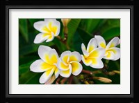 Plumeria Flowers, Island Of Kauai, Hawaii Framed Print