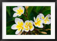 Plumeria Flowers, Island Of Kauai, Hawaii Fine Art Print