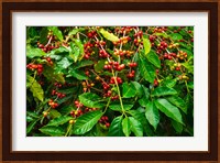 Red Kona Coffee Cherries, Hawaii Fine Art Print