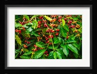 Red Kona Coffee Cherries, Hawaii Fine Art Print