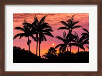 Sunset Through Silhouetted Palm Trees, Kona Coast, Hawaii Fine Art Print