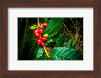 Red Kona Coffee Cherries On The Vine, Hawaii Fine Art Print