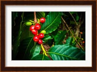 Red Kona Coffee Cherries On The Vine, Hawaii Fine Art Print