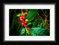 Red Kona Coffee Cherries On The Vine, Hawaii Fine Art Print