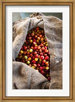 Harvested Coffee Cherries In A Burlap Sack, Hawaii Fine Art Print