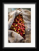 Harvested Coffee Cherries In A Burlap Sack, Hawaii Fine Art Print