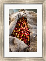 Harvested Coffee Cherries In A Burlap Sack, Hawaii Fine Art Print