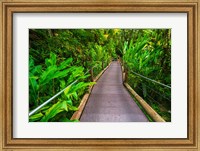 Trail At The Hawaii Tropical Botanical Garden Fine Art Print