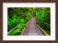 Trail At The Hawaii Tropical Botanical Garden Fine Art Print
