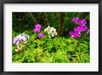 Orchids At The Hawaii Tropical Botanical Garden Fine Art Print