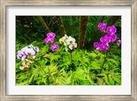 Orchids At The Hawaii Tropical Botanical Garden Fine Art Print