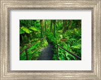 Boulder Creek Trail, Hawaii Fine Art Print