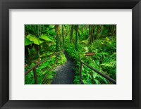 Boulder Creek Trail, Hawaii Fine Art Print