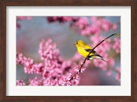 American Goldfinch In Eastern Redbud, Marion, IL Fine Art Print