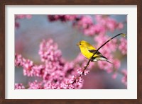 American Goldfinch In Eastern Redbud, Marion, IL Fine Art Print