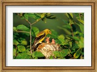 American Goldfinch With Nestlings At Nest, Marion, IL Fine Art Print