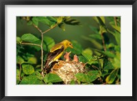 American Goldfinch With Nestlings At Nest, Marion, IL Fine Art Print