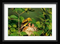 American Goldfinch With Nestlings At Nest, Marion, IL Fine Art Print