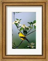 American Goldfinch In A Dogwood Tree, Marion, IL Fine Art Print