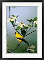 American Goldfinch In A Dogwood Tree, Marion, IL Fine Art Print