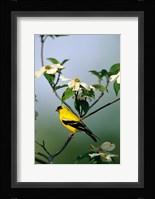 American Goldfinch In A Dogwood Tree, Marion, IL Fine Art Print
