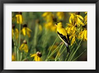 American Goldfinch On Gray-Headed Coneflowers, Marion, IL Fine Art Print